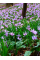 Эритроний Lilac Wonder
