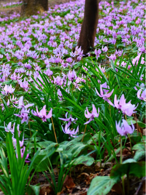 Эритроний Lilac Wonder