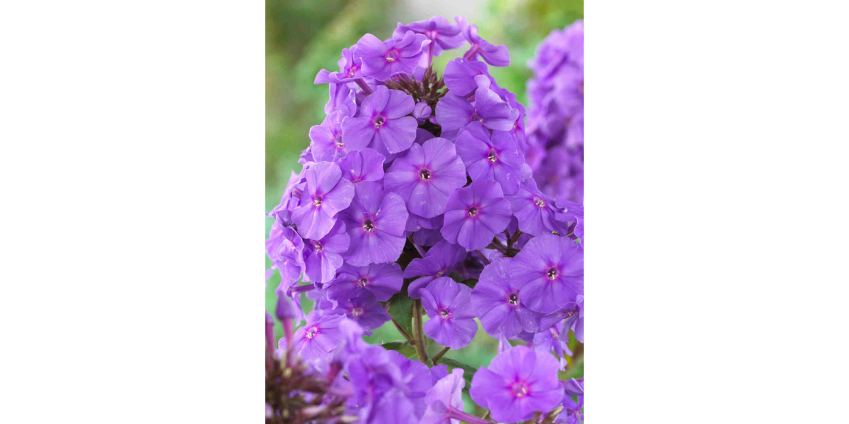 Флокс Amethyst