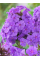 Флокс "Amethyst" (кореневище) 1 шт в упаковці