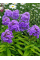 Флокс "Amethyst" (кореневище) 1 шт в упаковці