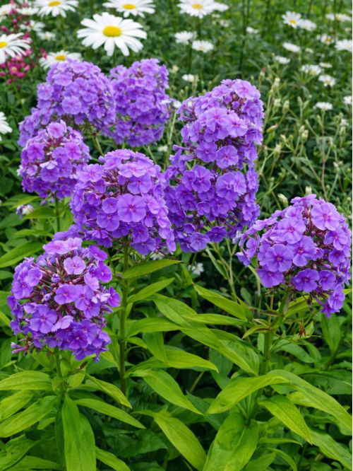 Флокс "Amethyst" (кореневище) 1 шт в упаковці