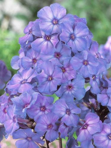 Флокс Blue Paradise