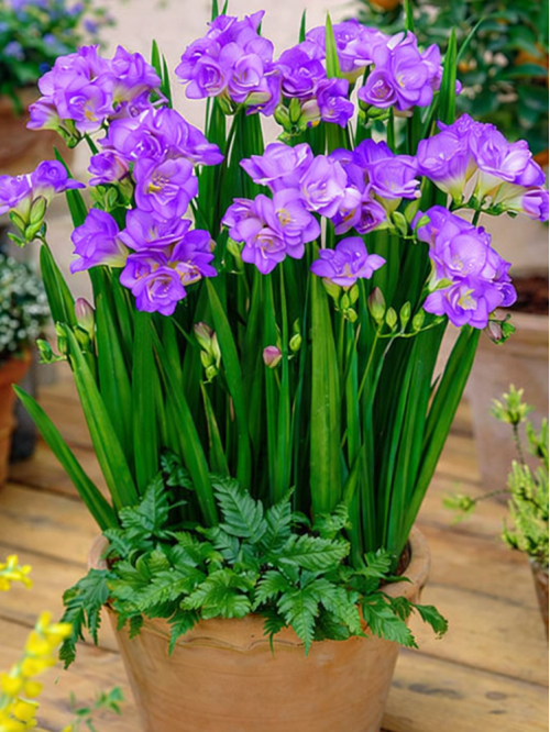 Фрезія махрова Blue (5 шт. в упаковці)