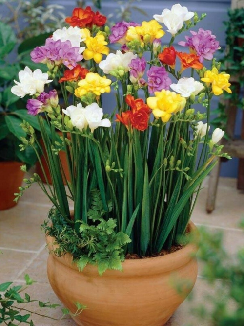 Микс Махровых фрезий (10 шт. в упаковке)