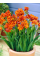 Фрезія махрова Orange (5 шт. в упаковці)
