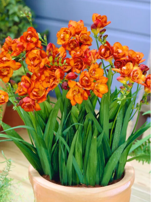 Фрезія махрова Orange (5 шт. в упаковці)