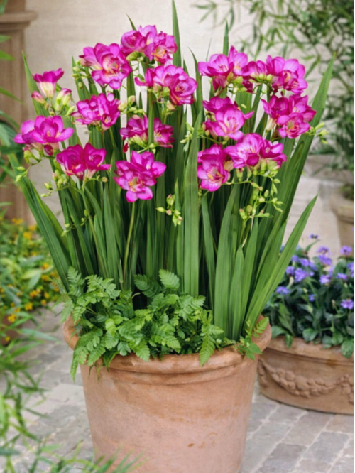 Фрезія махрова Pink (5 шт. в упаковці)