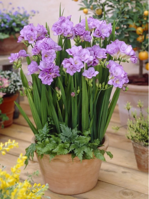 Фрезія махрова Purple (5 шт. в упаковці)