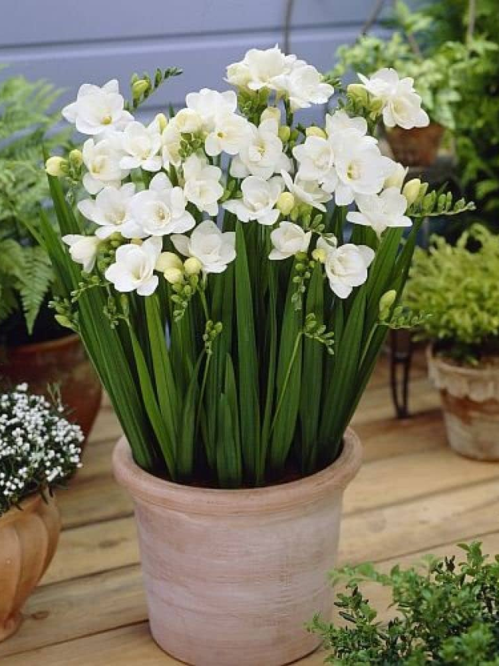 Фрезія махрова White (5 шт. в упаковці)