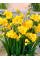 Фрезія махрова Yellow (5 шт. в упаковці)