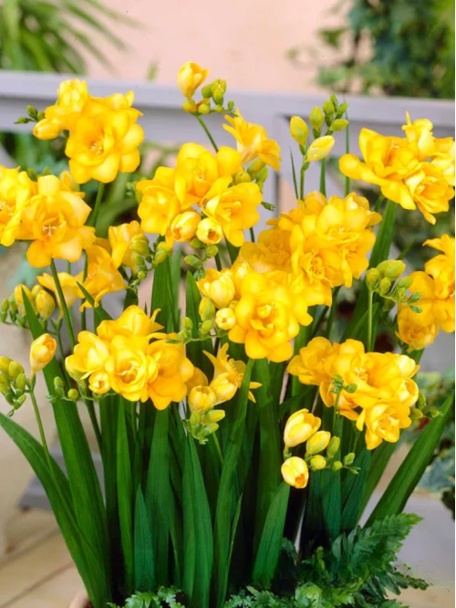 Фрезія махрова Yellow (5 шт. в упаковці)