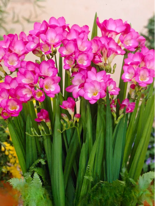Фрезія проста Pink (5 шт. в упаковці)