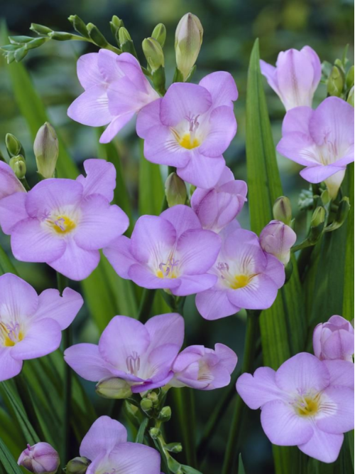 Фрезія проста Purple (5 шт. в упаковці)
