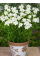 Фрезія проста White (5 шт. в упаковці)