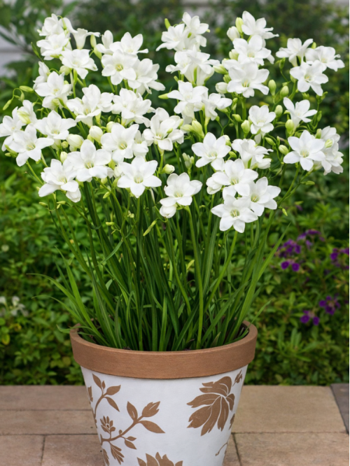 Фрезія проста White (5 шт. в упаковці)