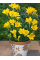 Фрезія проста Yellow (5 шт. в упаковці)