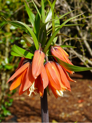 Фрітіларія Imperialis Garland Star (1 шт. в упаковці)