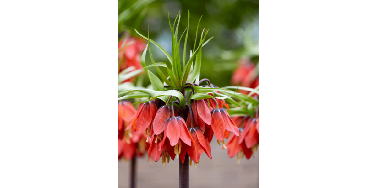Фрітіларія Imperialis Rubra (1 шт. в упаковці)