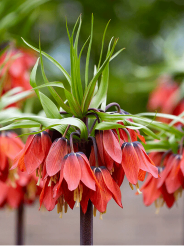 Фрітіларія Imperialis Rubra (1 шт. в упаковці)