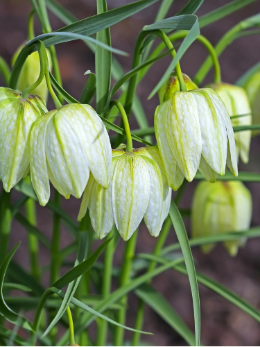 Фритилария Meleagris Alba (2 шт. в упаковке)