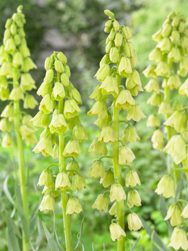 Фрітіларія Persica Alba (1 шт. в упаковці)