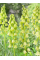 Фрітіларія Persica Alba (1 шт. в упаковці)