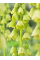 Фрітіларія Persica Alba (1 шт. в упаковці)