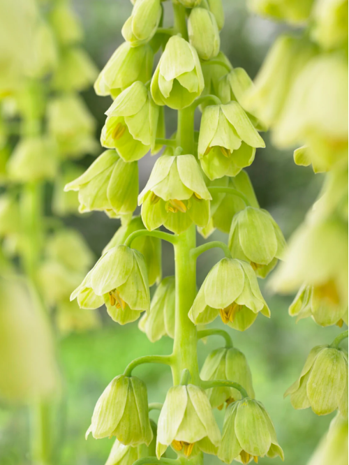 Фрітіларія Persica Alba (1 шт. в упаковці)