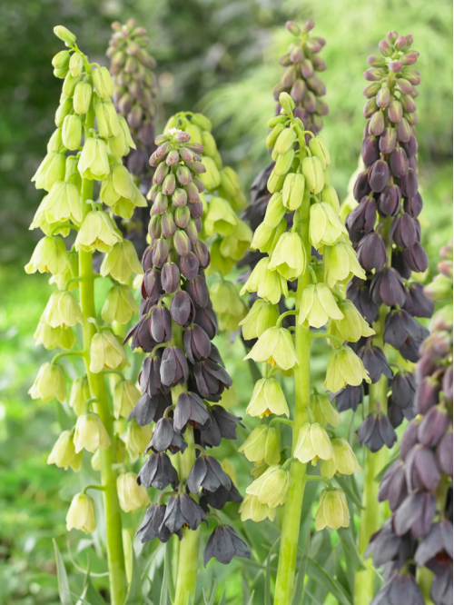 Фрітіларія Persica Alba (1 шт. в упаковці)