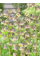 Фрітіларія Persica Green Dreams (1 шт. в упаковці)