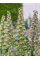 Фрітіларія Persica Green Dreams (1 шт. в упаковці)