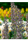 Фрітіларія Persica Magic Bells (1 шт. в упаковці)