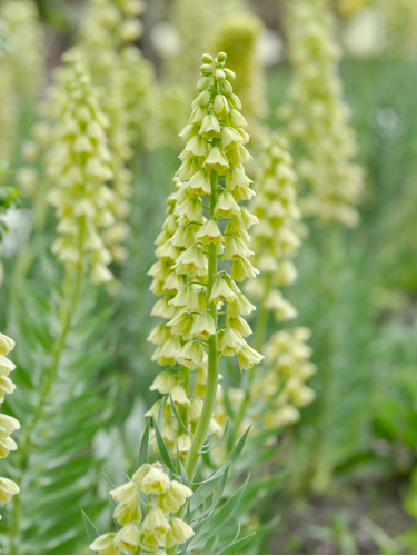 Фритилария Persica Ivory Bells (1 шт. в упаковке)