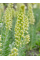 Фрітіларія Persica Ivory Bells (1 шт. в упаковці)