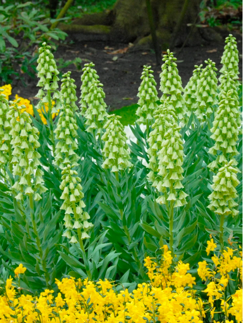 Фрітіларія Persica Ivory Bells (1 шт. в упаковці)
