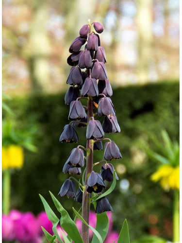 Фритилария Purple Favorite (1 шт. в упаковке)