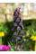 Фрітіларія Purple Favorite (1 шт. в упаковці)