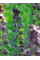 Фритилария Purple Dynamite (1 шт. в упаковке)
