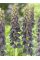 Фрітіларія Purple Favorite (1 шт. в упаковці)