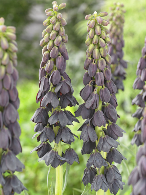 Фрітіларія Purple Favorite (1 шт. в упаковці)
