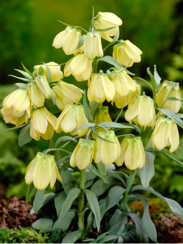 Фрітіларія Species Pallidiflora (1 шт. в упаковці)