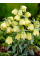 Фрітіларія Species Pallidiflora (1 шт. в упаковці)