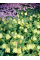 Фрітіларія Species Pallidiflora (1 шт. в упаковці)