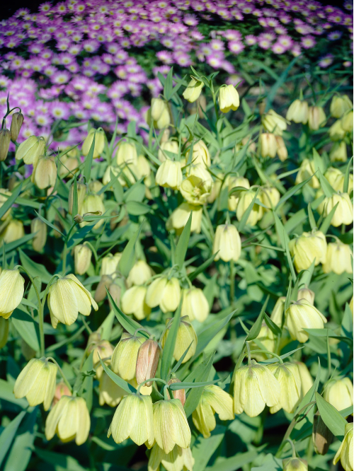 Фрітіларія Species Pallidiflora (1 шт. в упаковці)
