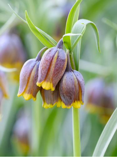 Фрітіларія Species Uva-Vulpis (5 шт. в упаковці)