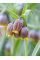Фритилария Species Uva-Vulpis (5 шт. в упаковке)