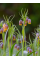 Фритилария Species Uva-Vulpis (5 шт. в упаковке)