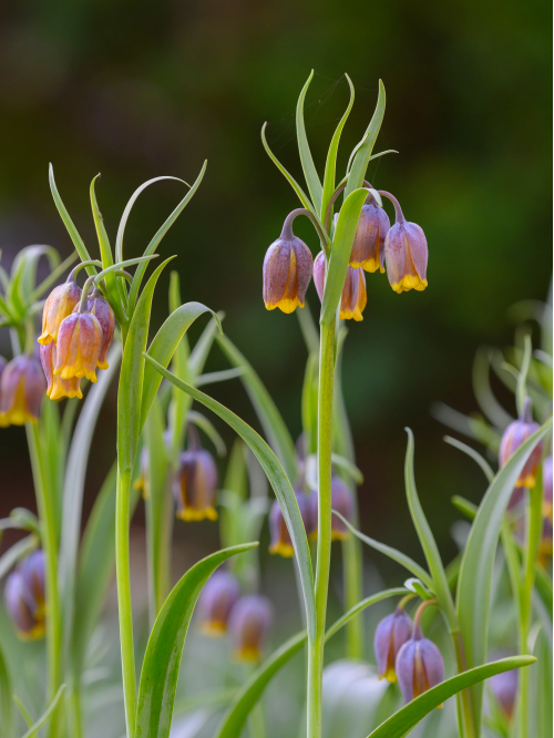 Фритилария Species Uva-Vulpis (5 шт. в упаковке)
