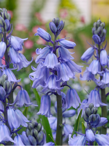 Гиацинтоидес Hispanica Blue (5 шт. в упаковке)